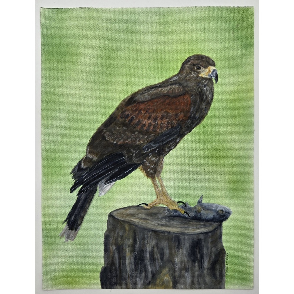 Original Acrylic Painting Harris Hawk 9x12  Wildlife Bird‎ of Prey Art Canvas